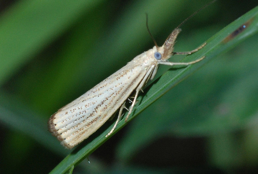 Crambidae da confermare: Agriphila straminella